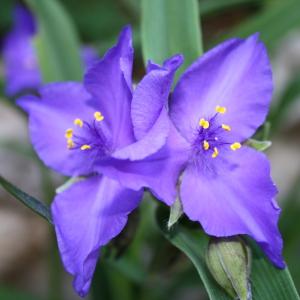 Commelina debilis Ledeb. ex Schult. & Schult.f. (Eendagsbloem)