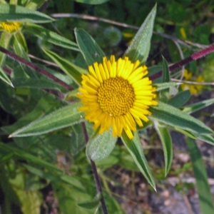 Asteriscus spinosus (L.) Gren. & Godr. (Astérolide épineux)