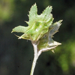 Photographie n°119411 du taxon Onobrychis crista-galli Lam. [1779]