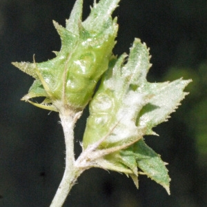 Photographie n°119413 du taxon Onobrychis crista-galli Lam. [1779]