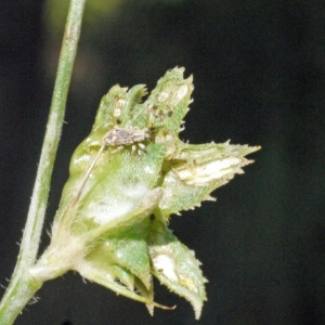 Photographie n°119414 du taxon Onobrychis crista-galli Lam. [1779]