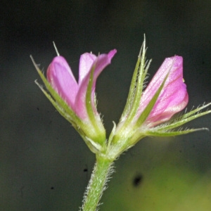 Photographie n°119422 du taxon Onobrychis crista-galli Lam. [1779]