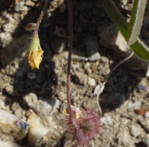 Liliane Roubaudi, le 30 avril 2013 (Rhodes (chateau))
