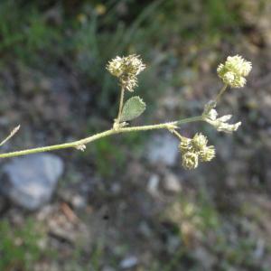 Photographie n°119441 du taxon Medicago coronata (L.) Bartal. [1776]