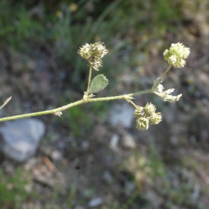  - Medicago coronata (L.) Bartal. [1776]