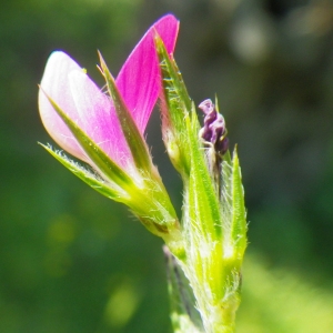 Onobrychis aequidentata (Sm.) d'Urv. (Esparcette à dents égales)