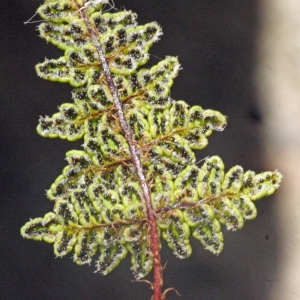 Adiantum pusillum Willd. ex Bernh. (Cheilanthès acrostic)