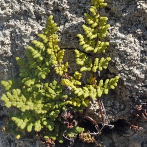 Photographie n°119490 du taxon Cheilanthes acrostica (Balb.) Tod. [1866]