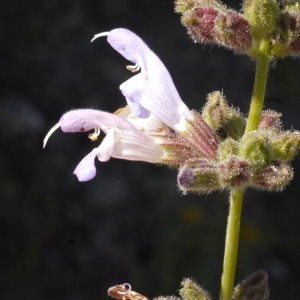 Photographie n°119509 du taxon Salvia fruticosa Mill. [1768]