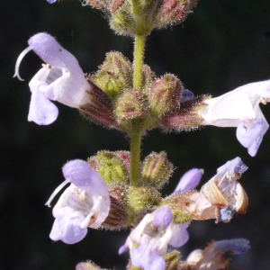 Photographie n°119511 du taxon Salvia fruticosa Mill. [1768]