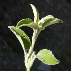 Photographie n°119512 du taxon Salvia fruticosa Mill. [1768]