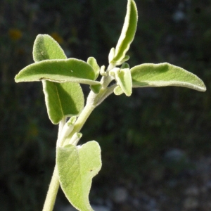  - Salvia fruticosa Mill. [1768]