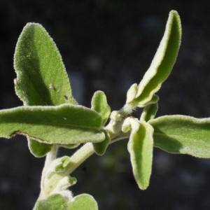  - Salvia fruticosa Mill. [1768]