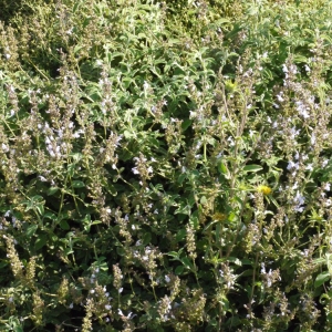  - Salvia fruticosa Mill. [1768]