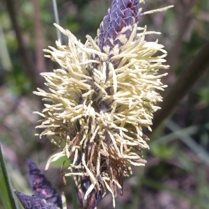 Carex caryophyllea Latourr. (Laiche de printemps)