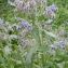  Liliane Roubaudi - Borago officinalis L. [1753]