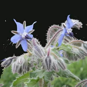 Photographie n°119533 du taxon Borago officinalis L. [1753]