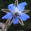  Liliane Roubaudi - Borago officinalis L. [1753]