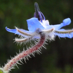 Photographie n°119540 du taxon Borago officinalis L. [1753]