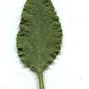 Photographie n°119545 du taxon Borago officinalis L. [1753]