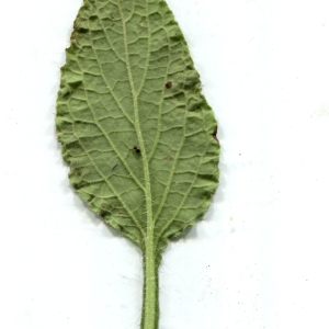 Photographie n°119546 du taxon Borago officinalis L. [1753]