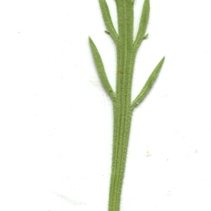  - Plantago coronopus L.