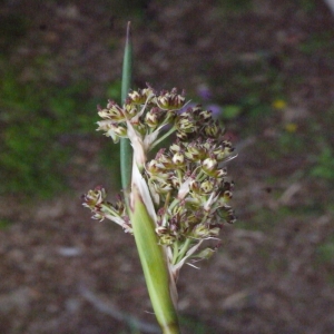 Photographie n°119566 du taxon Juncus acutus L. [1753]