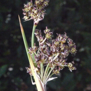 Juncus maritimus subsp. acutus (L.) Douin (Jonc à tépales pointus)