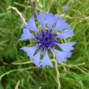 Photographie n°119577 du taxon Centaurea cyanus L. [1753]