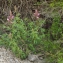  Liliane Roubaudi - Antirrhinum majus subsp. majus