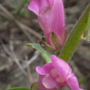 Photographie n°119583 du taxon Antirrhinum majus subsp. majus