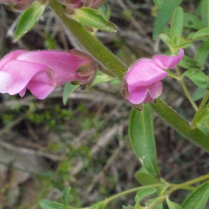 Photographie n°119584 du taxon Antirrhinum majus subsp. majus