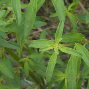 Photographie n°119588 du taxon Antirrhinum majus subsp. majus
