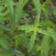  Liliane Roubaudi - Antirrhinum majus subsp. majus