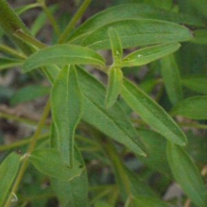 Photographie n°119589 du taxon Antirrhinum majus subsp. majus