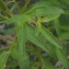  Liliane Roubaudi - Antirrhinum majus subsp. majus