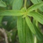  Liliane Roubaudi - Antirrhinum majus subsp. majus