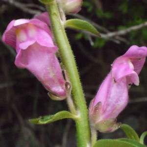 Photographie n°119592 du taxon Antirrhinum majus subsp. majus