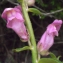  Liliane Roubaudi - Antirrhinum majus subsp. majus