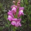  Liliane Roubaudi - Antirrhinum majus subsp. majus