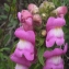  Liliane Roubaudi - Antirrhinum majus subsp. majus