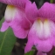  Liliane Roubaudi - Antirrhinum majus subsp. majus