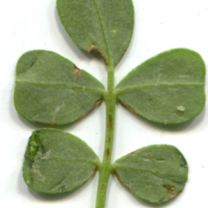 Photographie n°119600 du taxon Coronilla valentina subsp. glauca (L.) Batt. [1889]