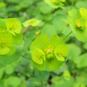 Photographie n°119607 du taxon Euphorbia amygdaloides subsp. amygdaloides