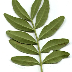 Photographie n°119625 du taxon Pistacia lentiscus L. [1753]