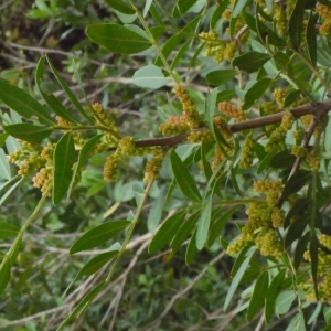 Photographie n°119630 du taxon Pistacia lentiscus L. [1753]