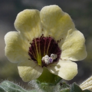 Hyoscyamus major Mill. (Jusquiame blanche)