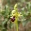  Alain RIVIÈRE - Ophrys aranifera Huds. [1778]