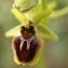  Alain RIVIÈRE - Ophrys aranifera Huds. [1778]