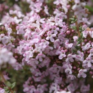 Photographie n°119700 du taxon Thymus vulgaris L. [1753]